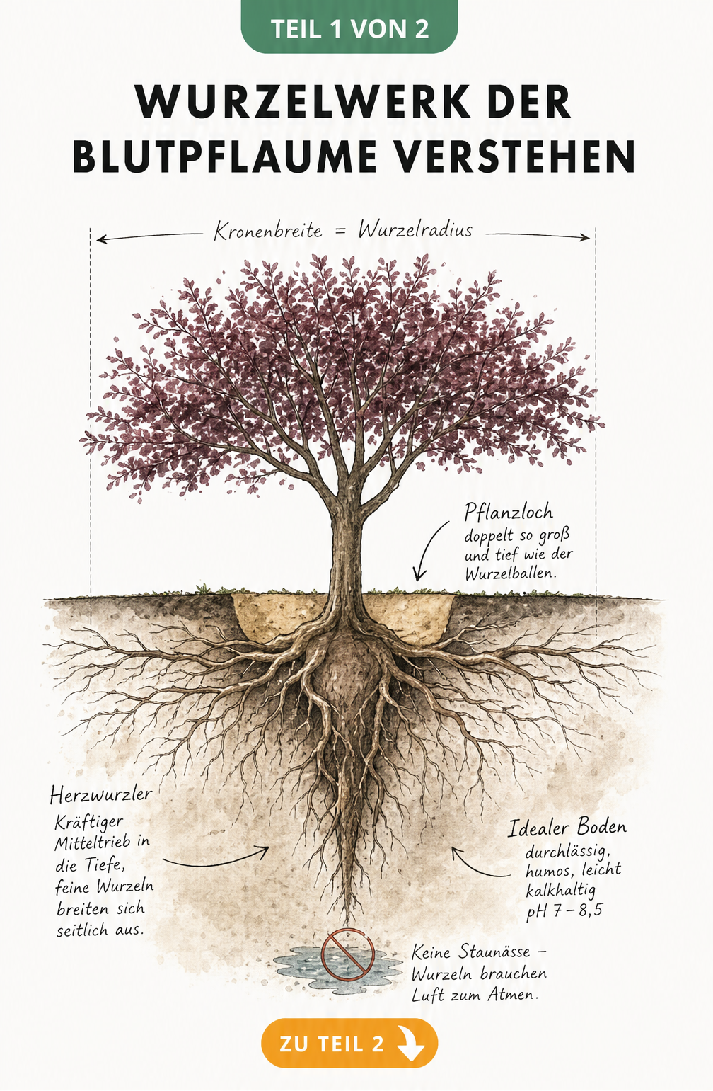 Botanische Querschnitt-Illustration des Wurzelsystems einer Blutpflaume als Herzwurzler mit idealem Pflanzloch und Bodenbedingungen