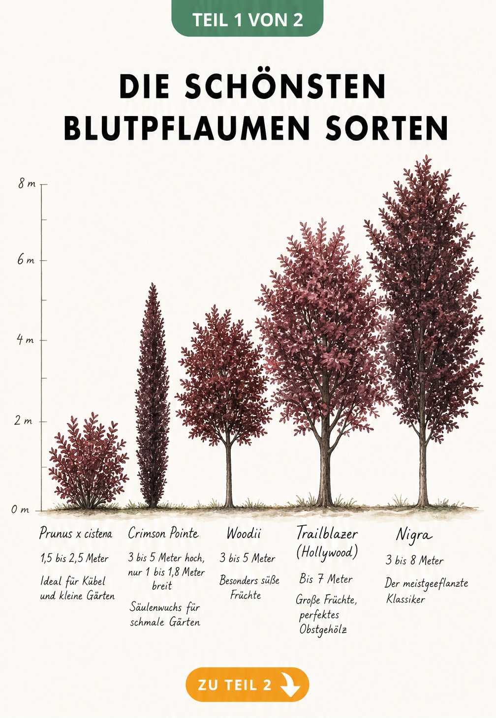 Botanische Illustration von fünf Blutpflaumen-Sorten im Größenvergleich mit Wuchshöhen und Eigenschaften
