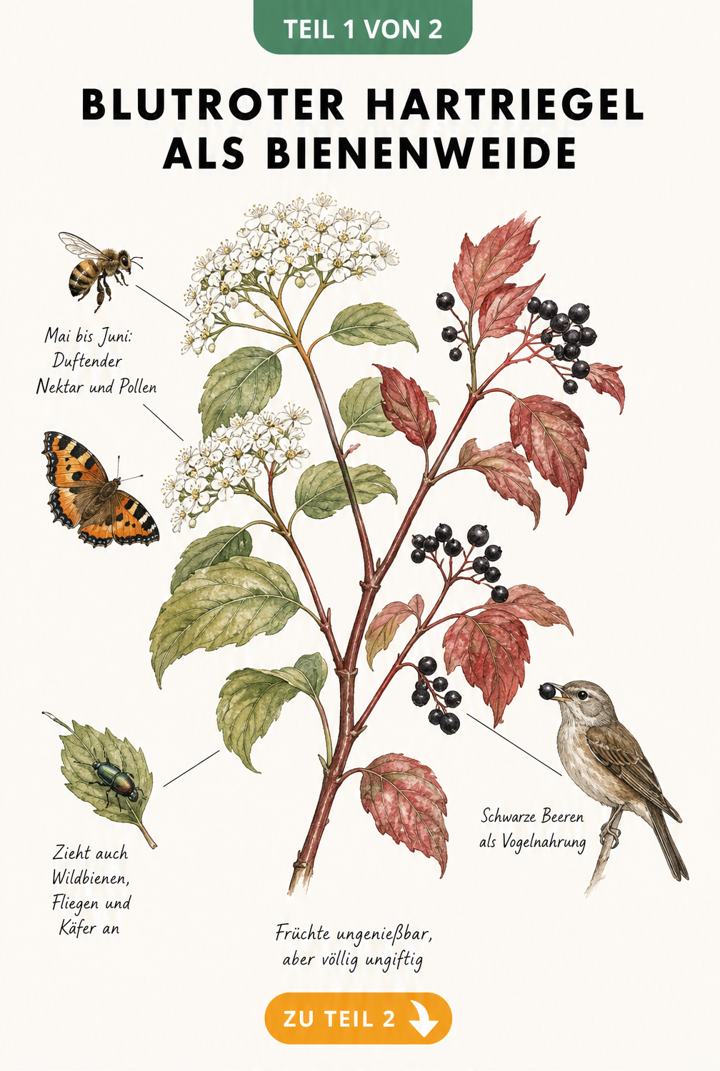 Botanische Illustration eines Blutroten Hartriegels mit weißen Blüten, schwarzen Beeren, Honigbiene und Singvogel