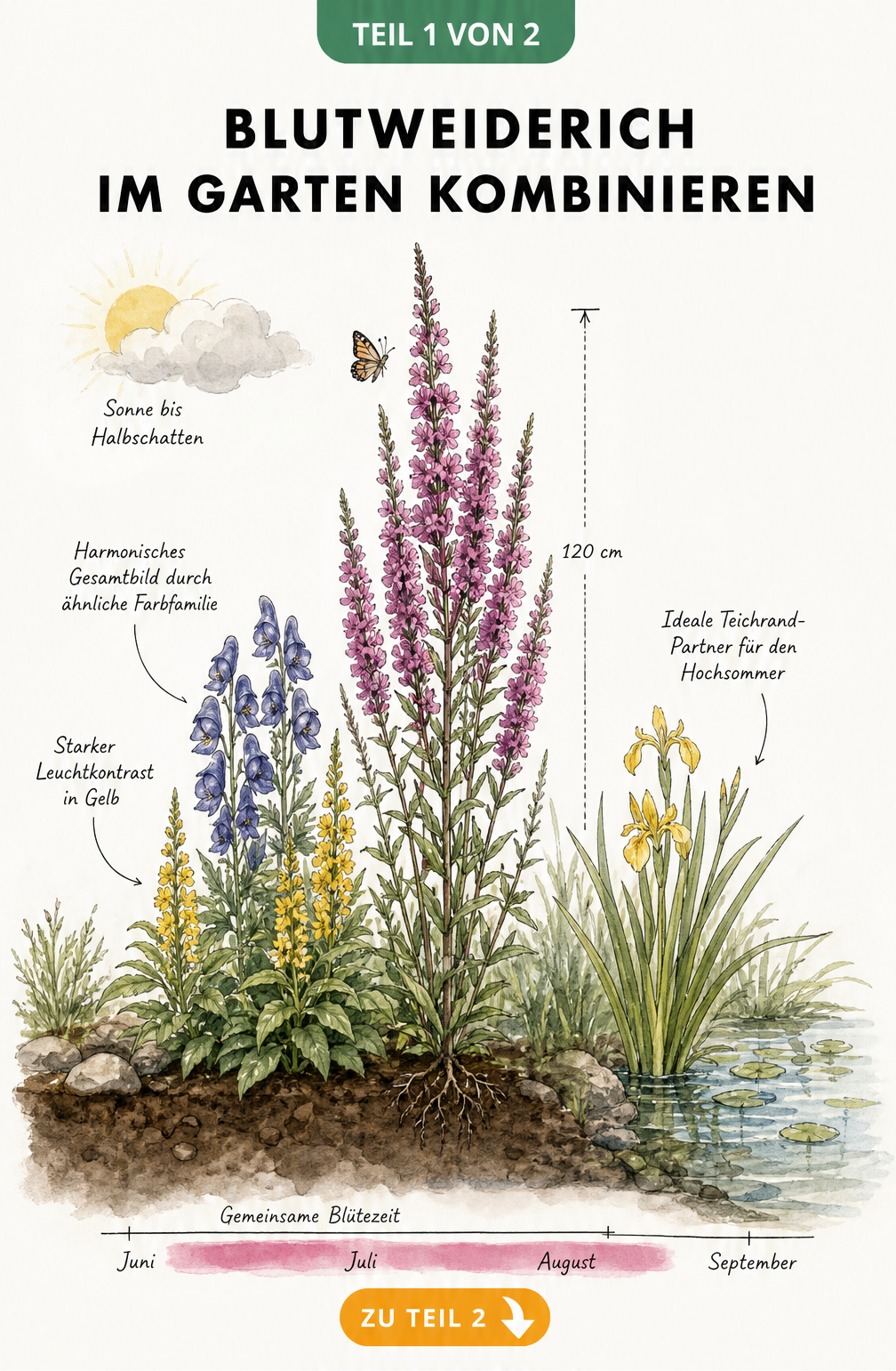 Illustration von Blutweiderich im Gartenbeet und am Teichrand mit Begleitpflanzen wie Gilbweiderich und Sumpfschwertlilie