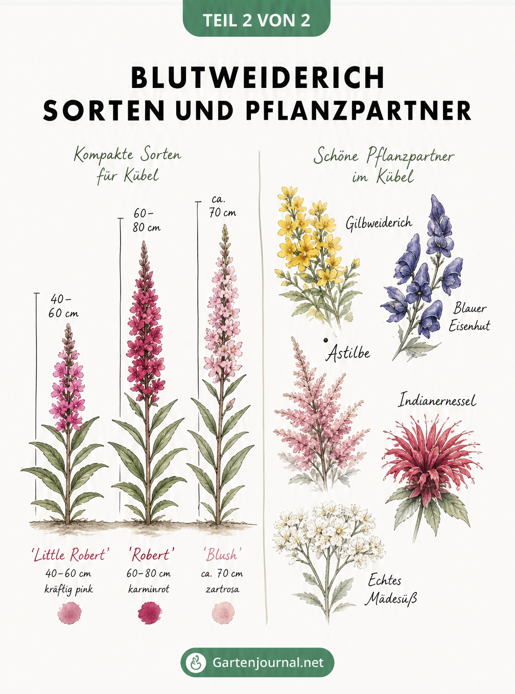 Vergleich von drei kompakten Blutweiderich-Sorten für den Kübel und passenden Begleitstauden