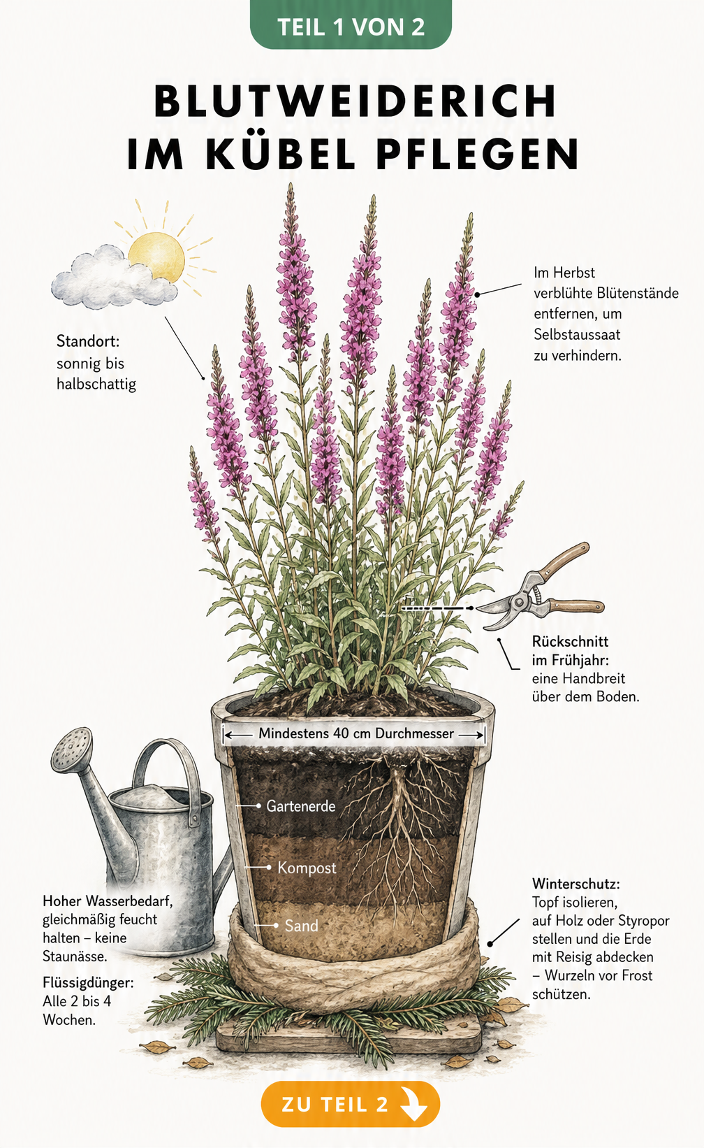 Illustration eines Blutweiderichs im Kübel mit Hinweisen zu Standort, Rückschnitt, Erde, Gießen und Winterschutz