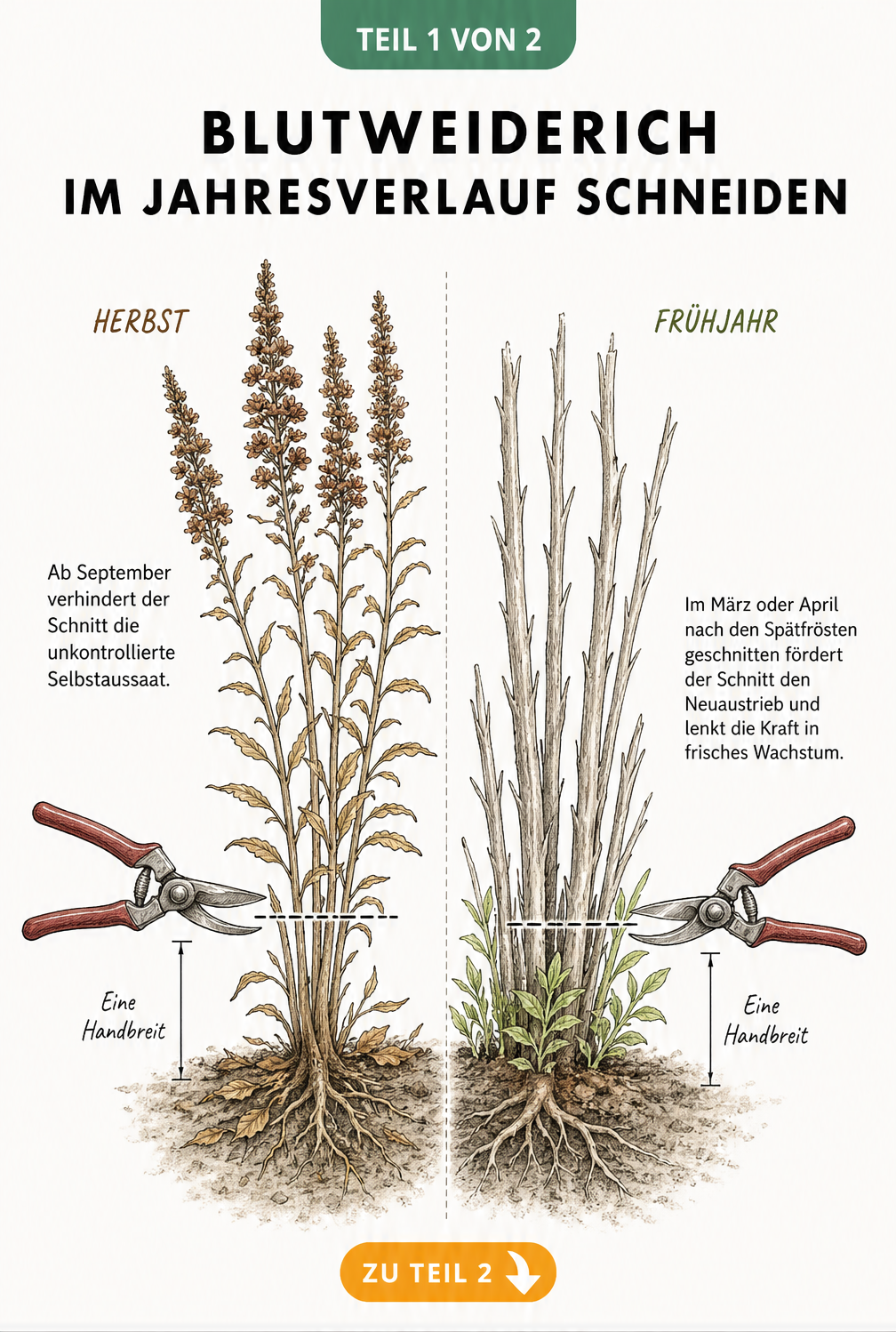 Botanische Illustration eines Blutweiderichs, die den Rückschnitt im Herbst und Frühjahr auf Handbreite über dem Boden zeigt.