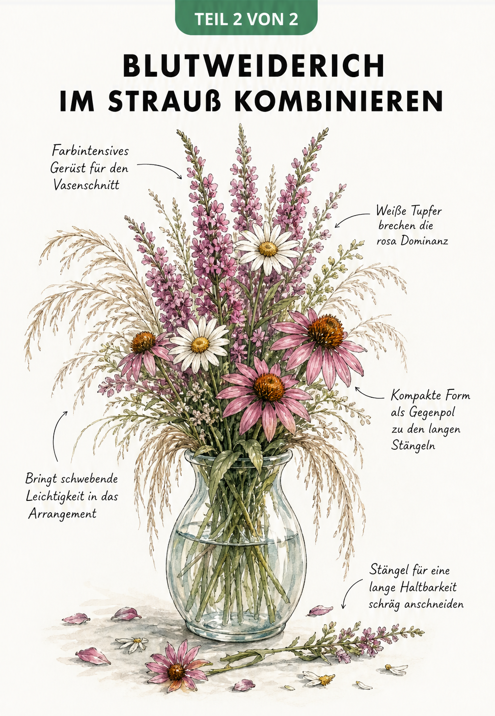 Skizze eines Blumenstraußes mit Blutweiderich, Margeriten, Purpursonnenhut und Federgras in einer Glasvase