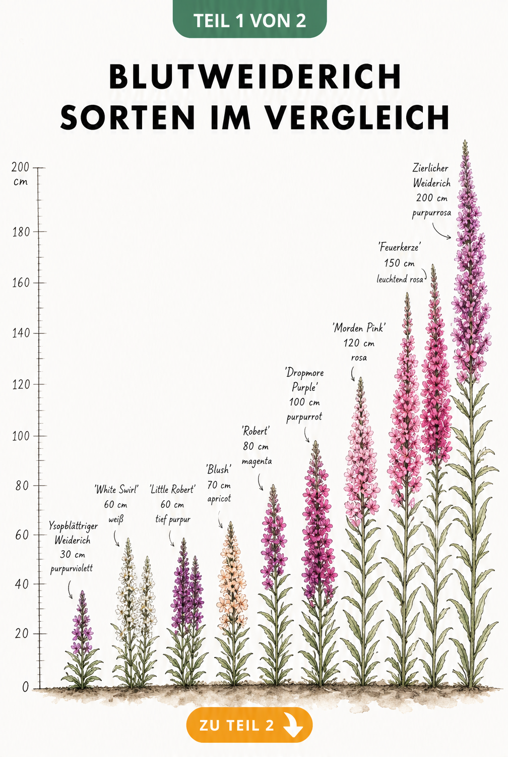 Botanische Höhenskala verschiedener Blutweiderich-Sorten von Zwergformen bis zu Riesen mit Blütenfarben
