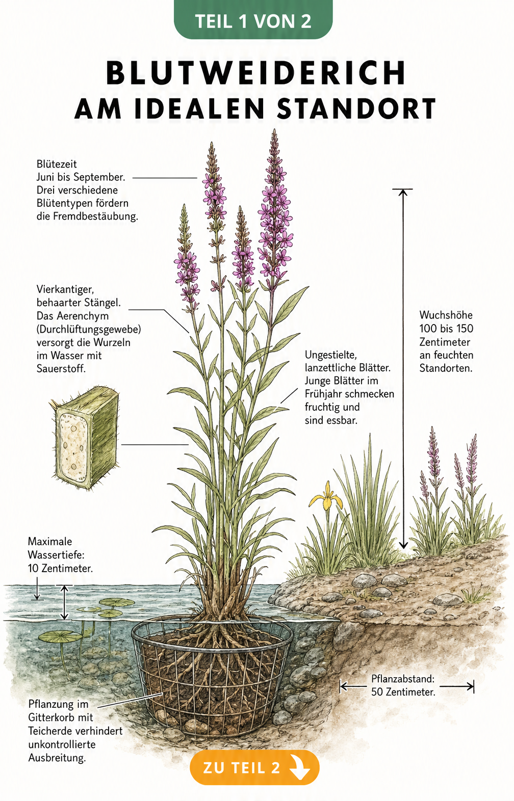 Botanische Querschnitt-Illustration des Blutweiderichs am Teichufer mit Wurzeln im Wasser und purpurfarbenen Blüten