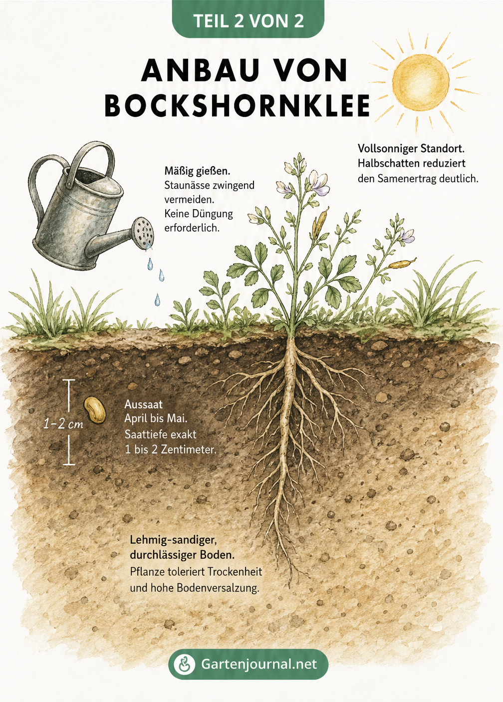 Querschnitt durch ein Gartenbeet mit Bockshornklee-Samen, Sonne und Gießkanne
