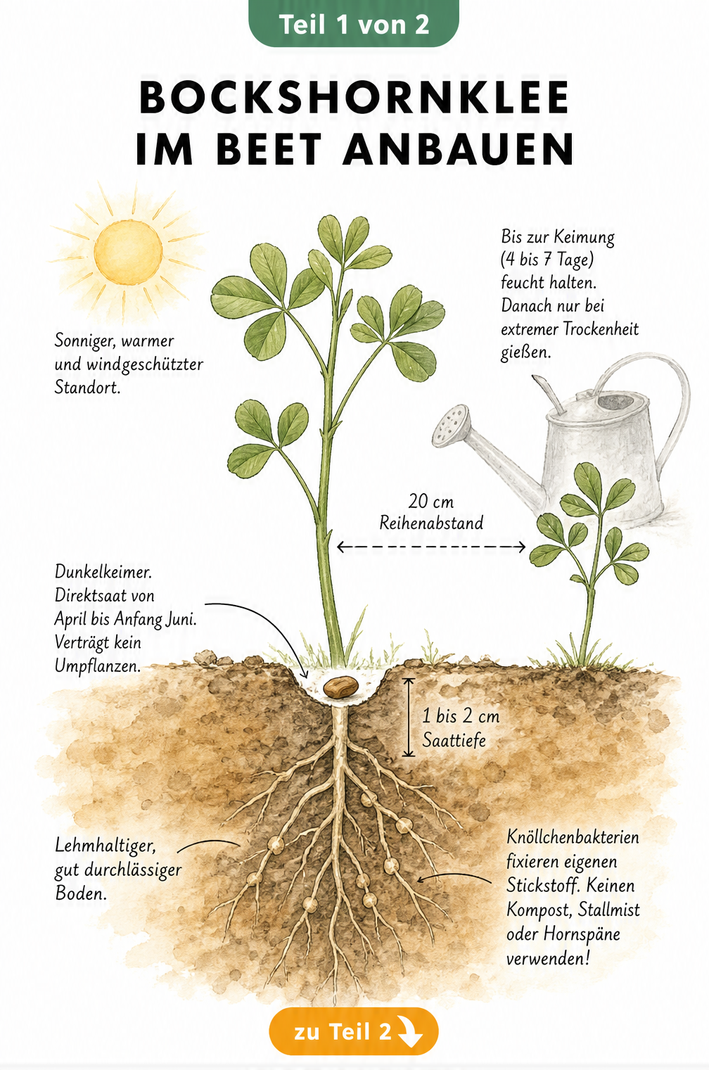 Botanische Illustration einer jungen Bockshornkleepflanze im Beet mit Wurzeln, Samen und Hinweisen zu Standort, Aussaat und Boden