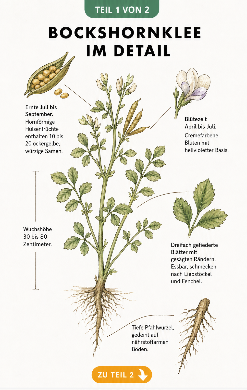 Botanische Illustration von Bockshornklee mit Wurzeln, Blättern, Blüten und Samen