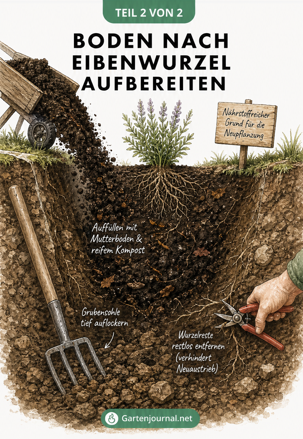 Querschnitt einer Grube, die nach dem Entfernen einer Eibenwurzel mit Kompost und Mutterboden aufgefüllt wird