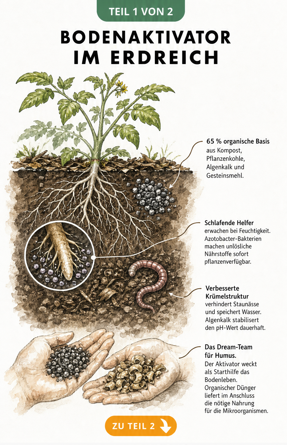 Querschnitt eines Gartenbodens mit Pflanze, Wurzeln, Regenwurm und Bodenaktivator-Granulat