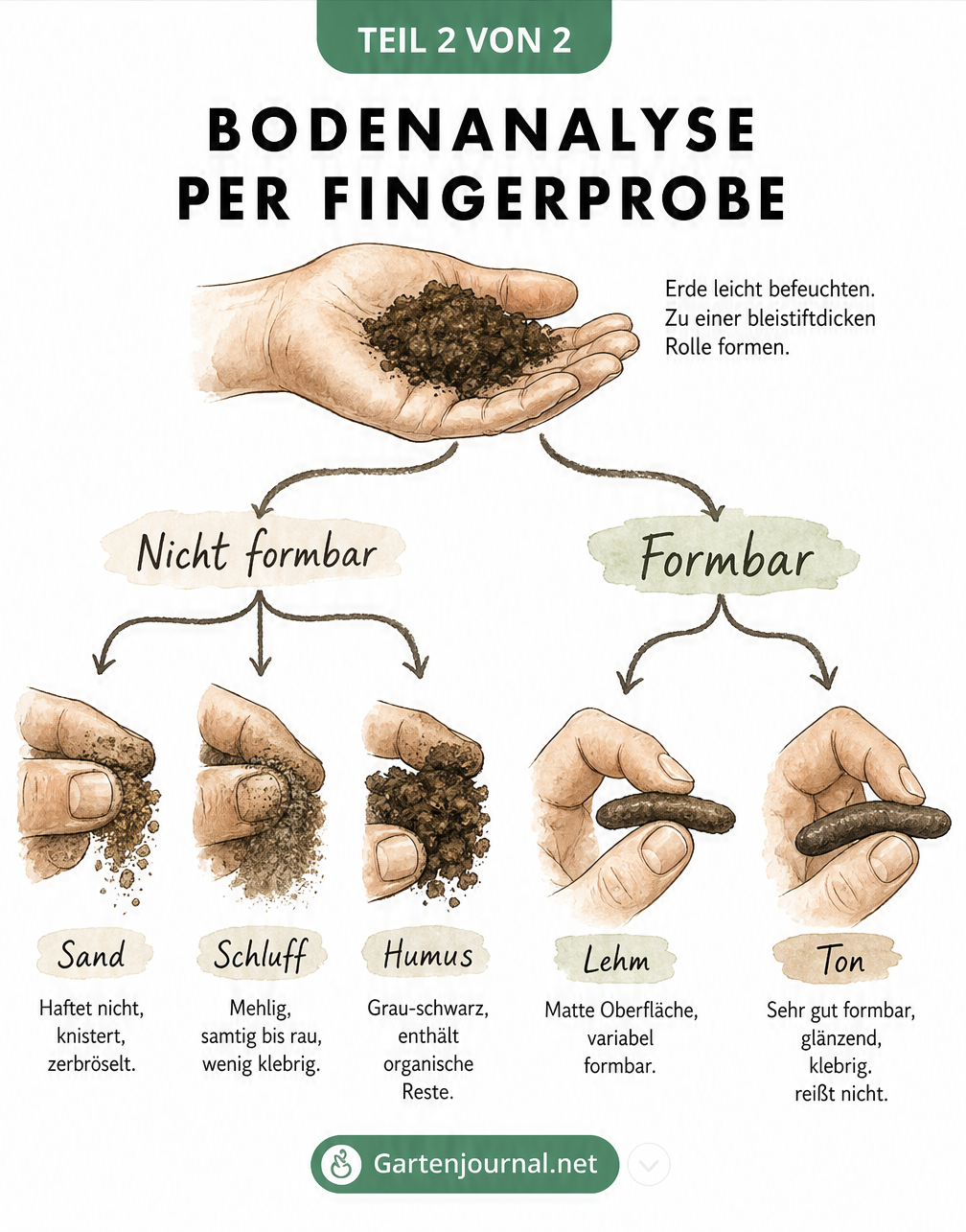 Entscheidungsdiagramm zur Bestimmung der Bodenart durch die Fingerprobe mit Sand, Schluff, Humus, Lehm und Ton.
