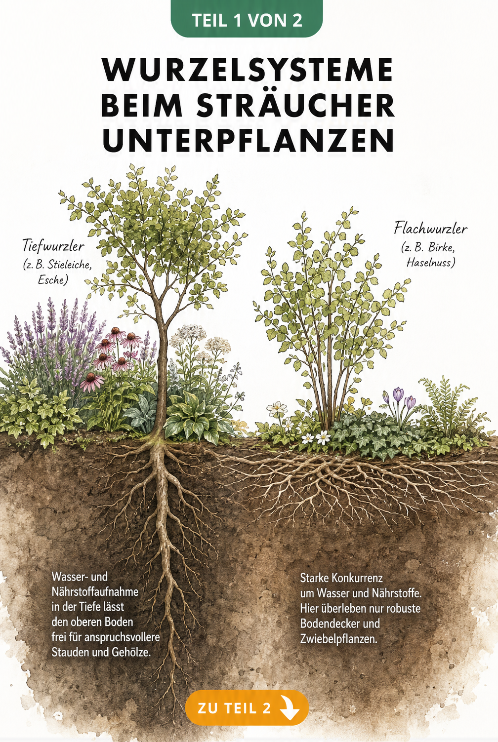 Erdquerschnitt mit vier Bodenarten: trockener Boden mit Efeu, feuchter Boden mit Farnen, sandiger Boden mit Lavendel und Lehmboden mit Pfingstrosen.