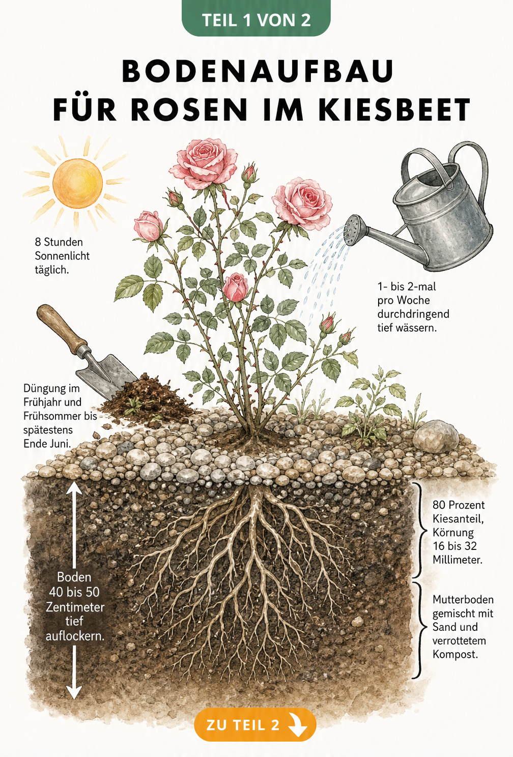 Querschnitt eines Kiesbeets mit einer Rose, die tief wurzelt, sowie Hinweisen zu Sonne, Wasser und Dünger.