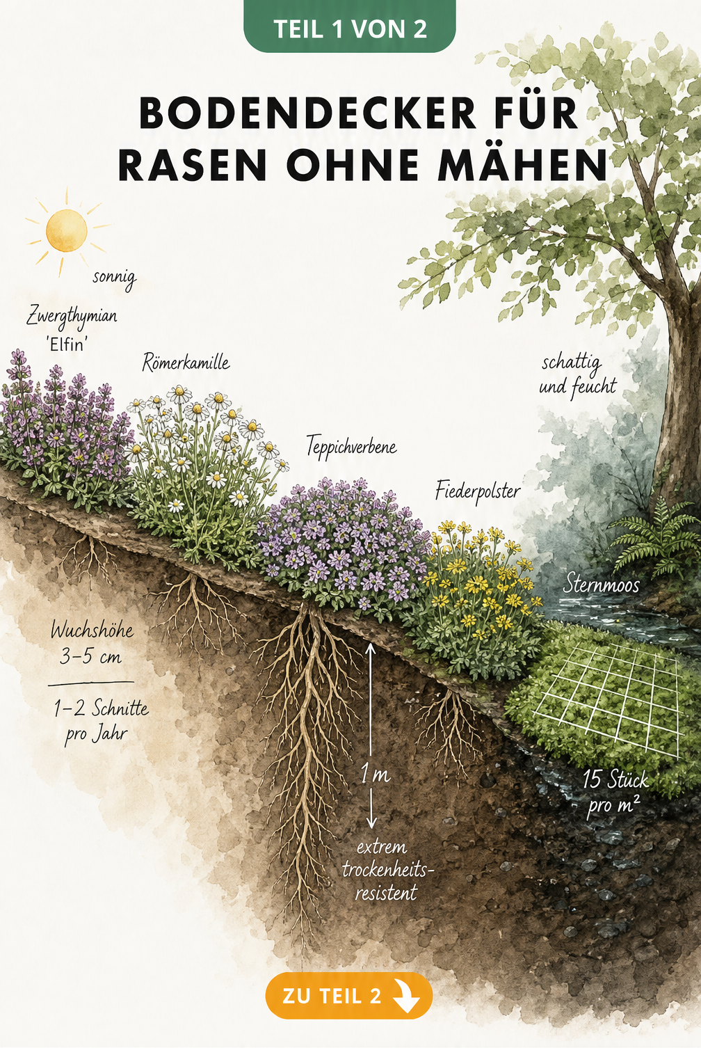 Botanische Illustration verschiedener Bodendecker wie Zwergthymian, Römerkamille, Teppichverbene, Fiederpolster und Sternmoos im Gartenquerschnitt