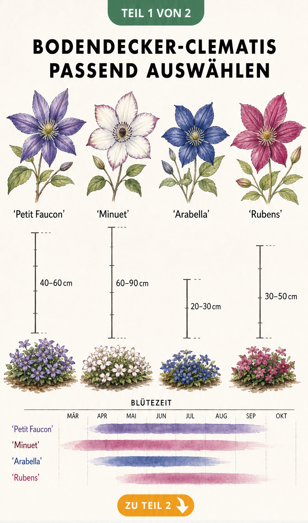 Botanische Gegenüberstellung von vier Bodendecker-Clematis Sorten mit Wuchshöhe und Blütezeit