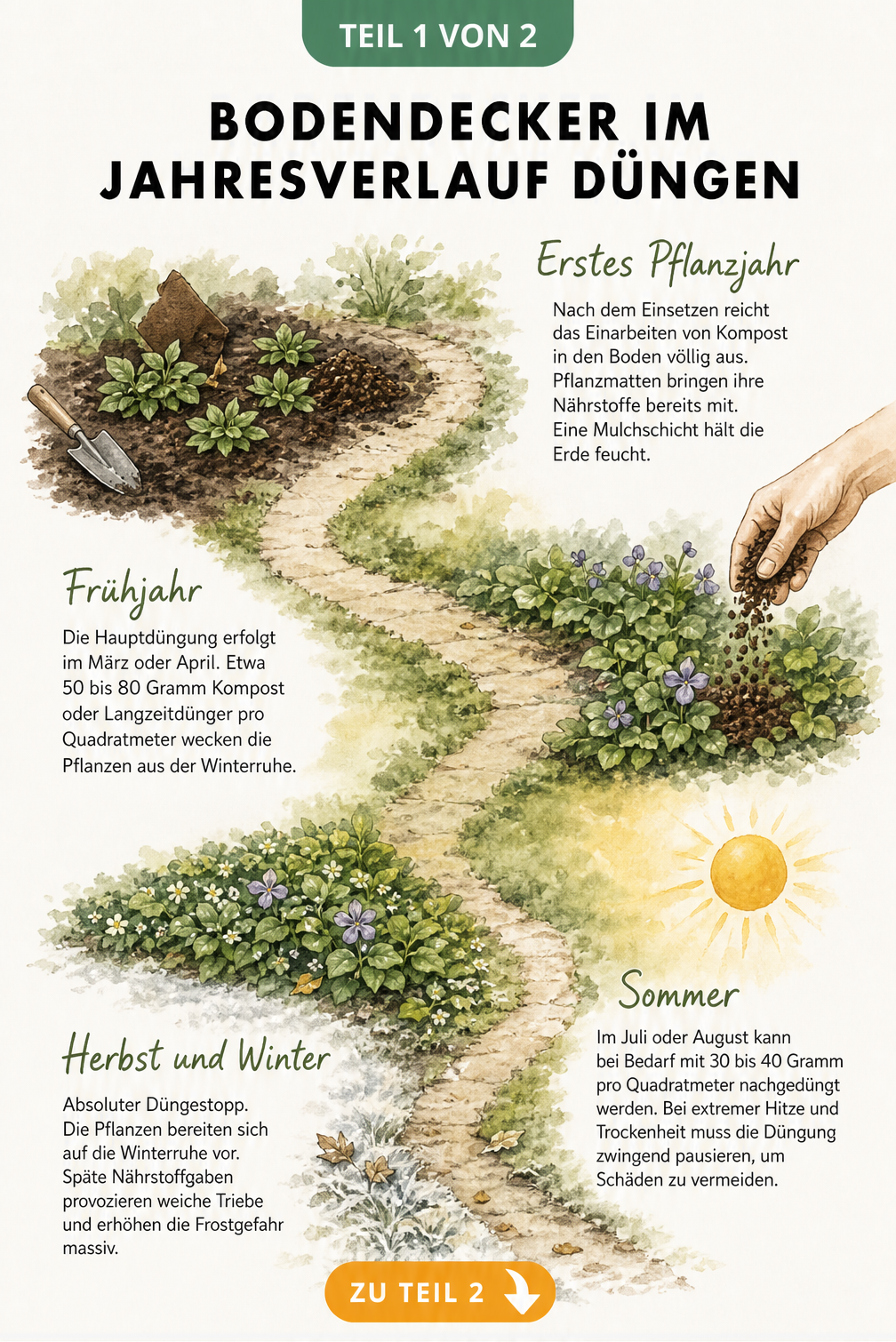 Illustration eines Gartenpfads mit Bodendeckern in verschiedenen Jahreszeiten und Düngeempfehlungen