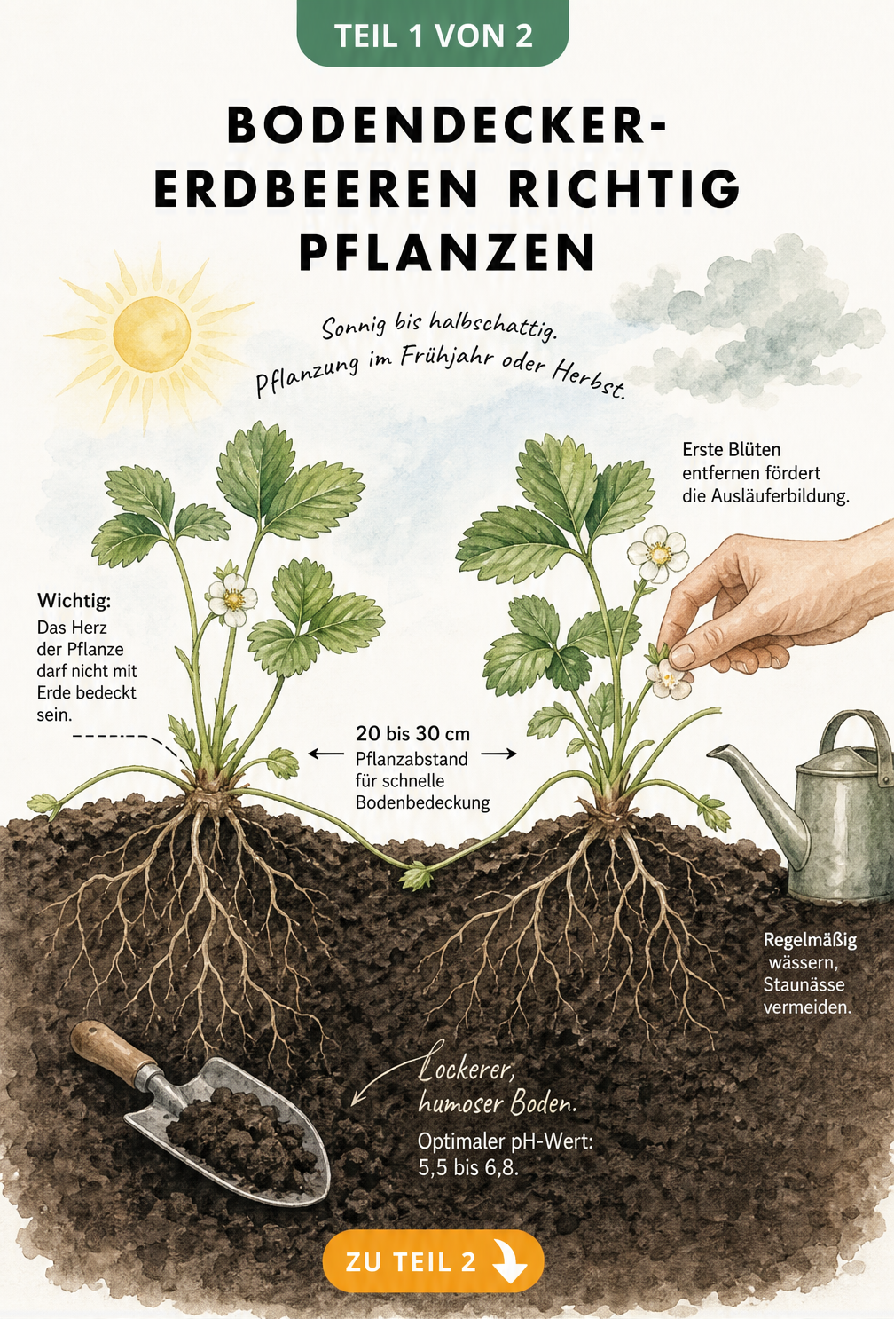 Querschnitt eines Gartenbeets mit Bodendecker-Erdbeeren, Pflanzabstand und Bodenbeschaffenheit