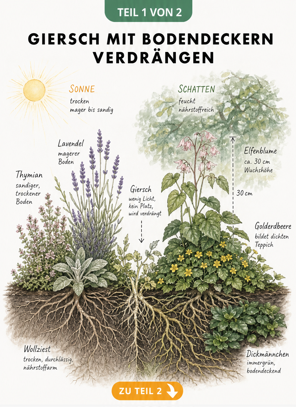 Illustration eines Gartenbeets, in dem Bodendecker wie Thymian, Lavendel und Elfenblume den Giersch verdrängen