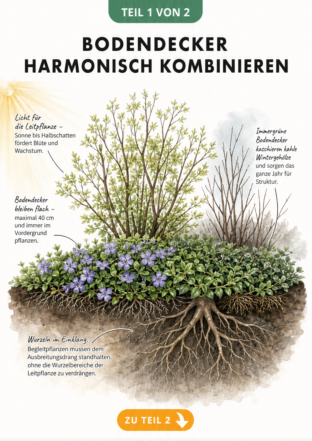 Illustration eines Gartenbeets mit Bodendecker im Vordergrund und Leitpflanze im Hintergrund, die harmonisch zusammenwachsen.
