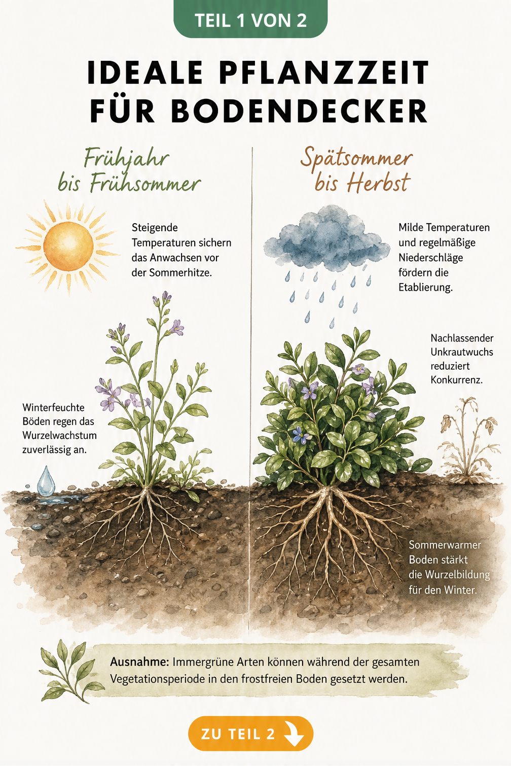 Illustration der idealen Pflanzzeit für Bodendecker im Frühjahr und Herbst