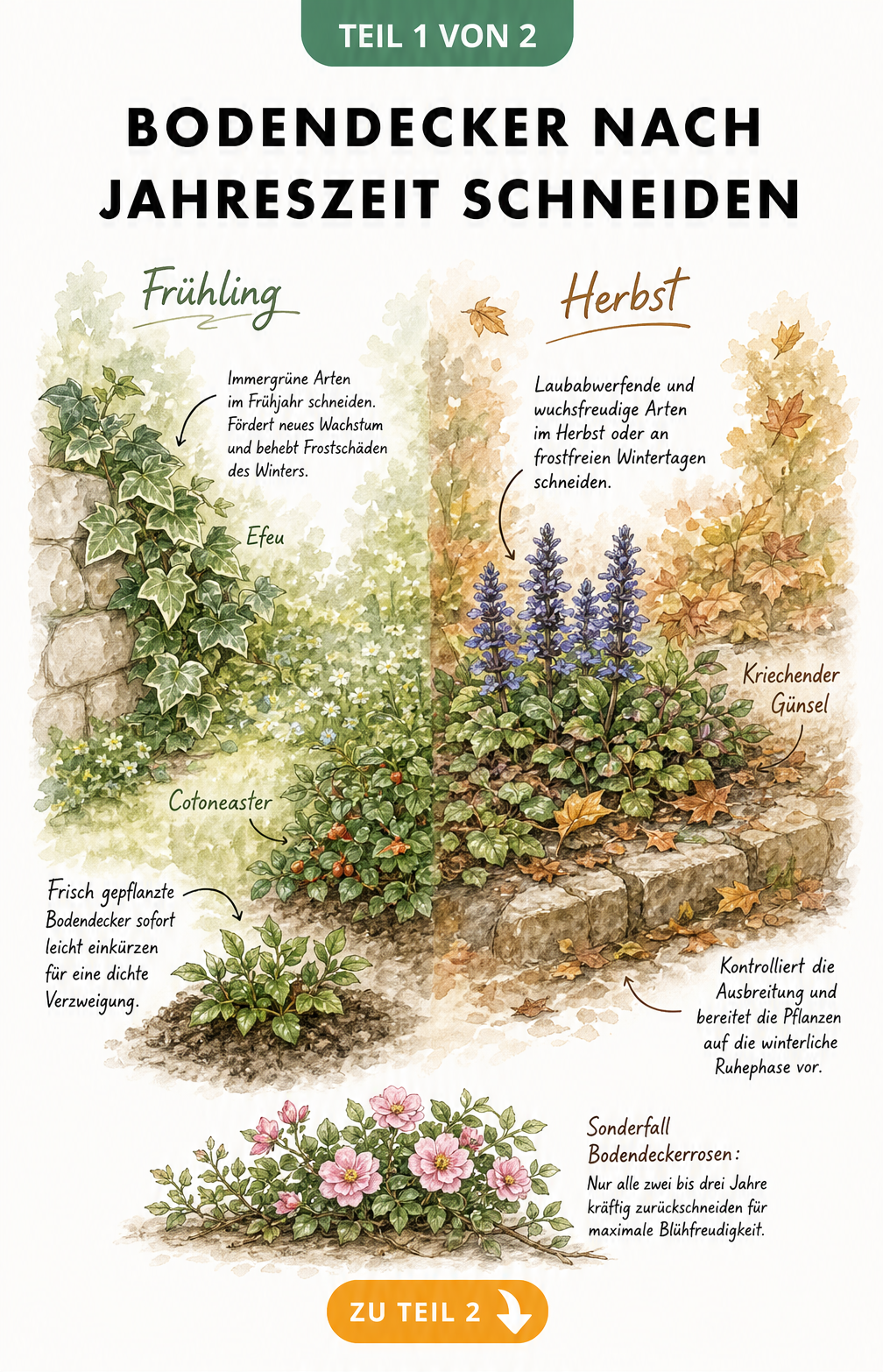 Aquarell-Illustration von Bodendeckern im Frühling und Herbst mit Hinweisen zum richtigen Schnittzeitpunkt