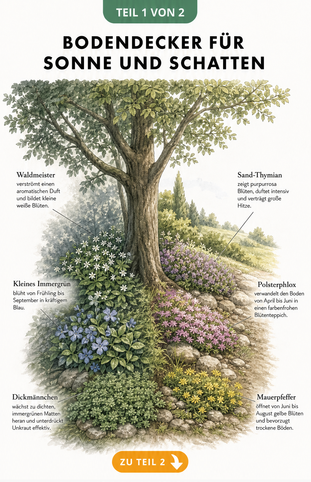Illustration eines Gartens mit Bodendeckern für sonnige und schattige Bereiche unter einem Baum