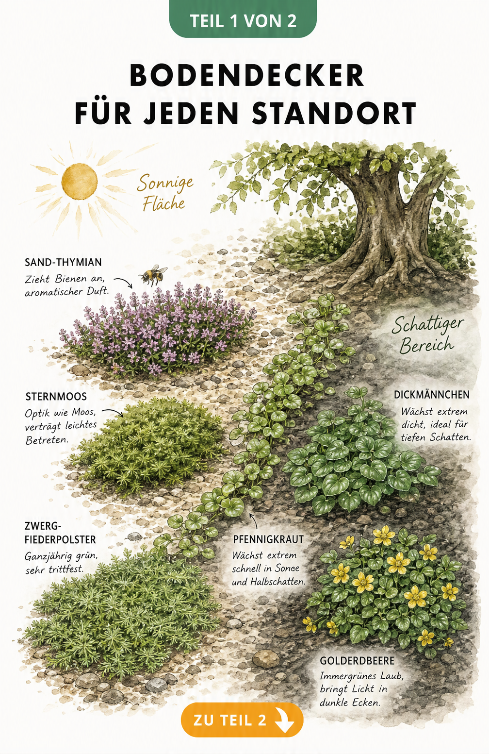 Illustration verschiedener Bodendecker für sonnige und schattige Standorte im Garten
