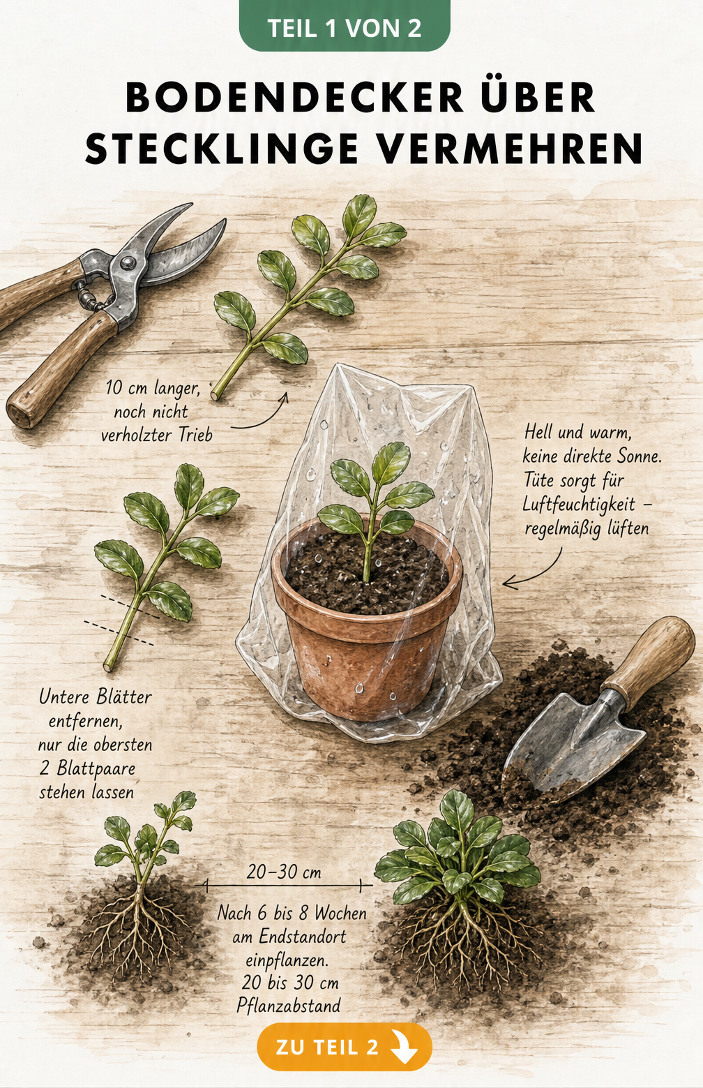 Illustration einer Gärtner-Werkbank mit Stecklingen, Gartenschere und einem kleinen Terrakotta-Topf unter einer Plastiktüte