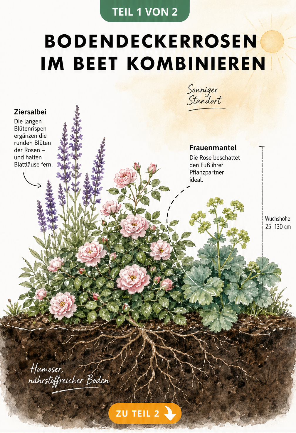 Querschnitt durch ein Gartenbeet mit Bodendeckerrose, Ziersalbei und Frauenmantel