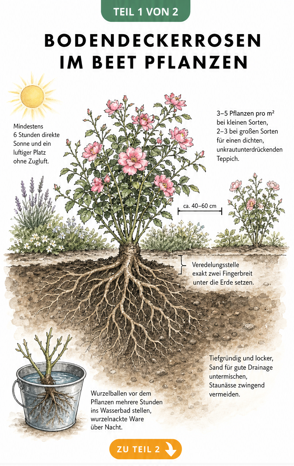 Illustration eines Gartenbeets mit Bodendeckerrosen, die den optimalen Standort, Pflanzabstand und die Bodenvorbereitung zeigt.
