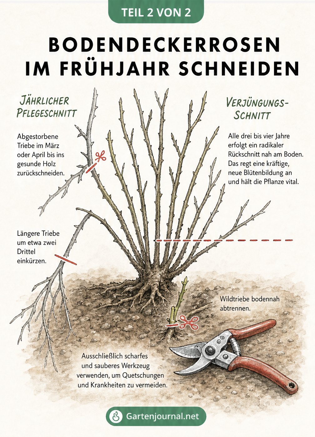 Skizze eines Rosenstrauchs, die den jährlichen Pflegeschnitt und den radikalen Verjüngungsschnitt bei Bodendeckerrosen demonstriert.