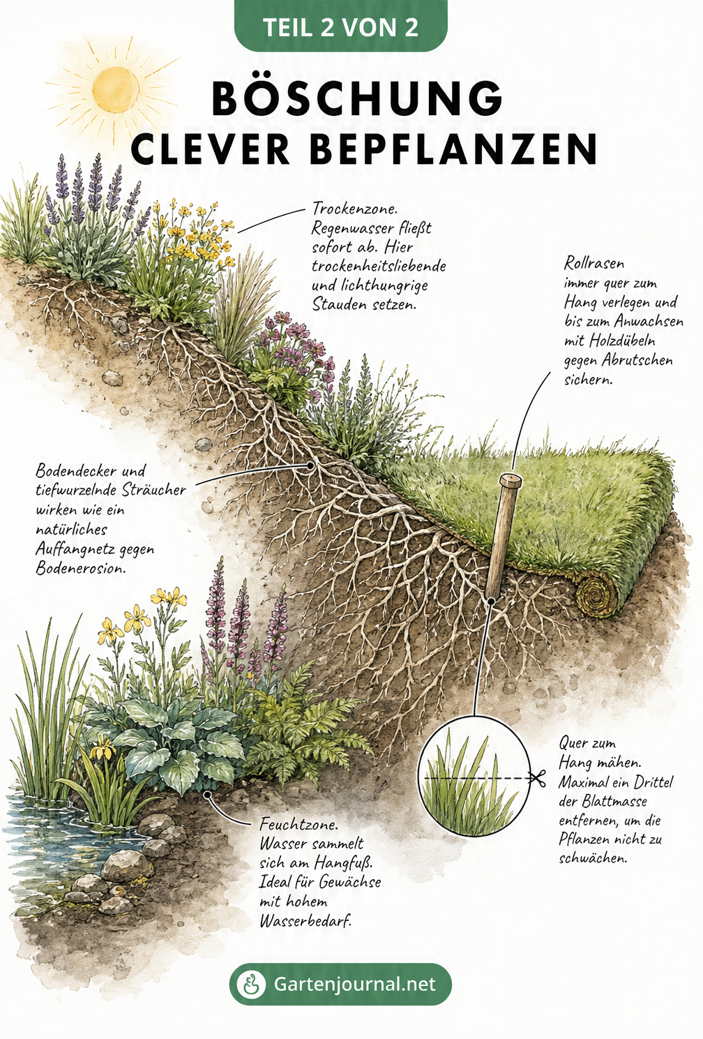 Illustration einer bepflanzten Böschung mit Trockenzone, Feuchtzone und Rollrasen