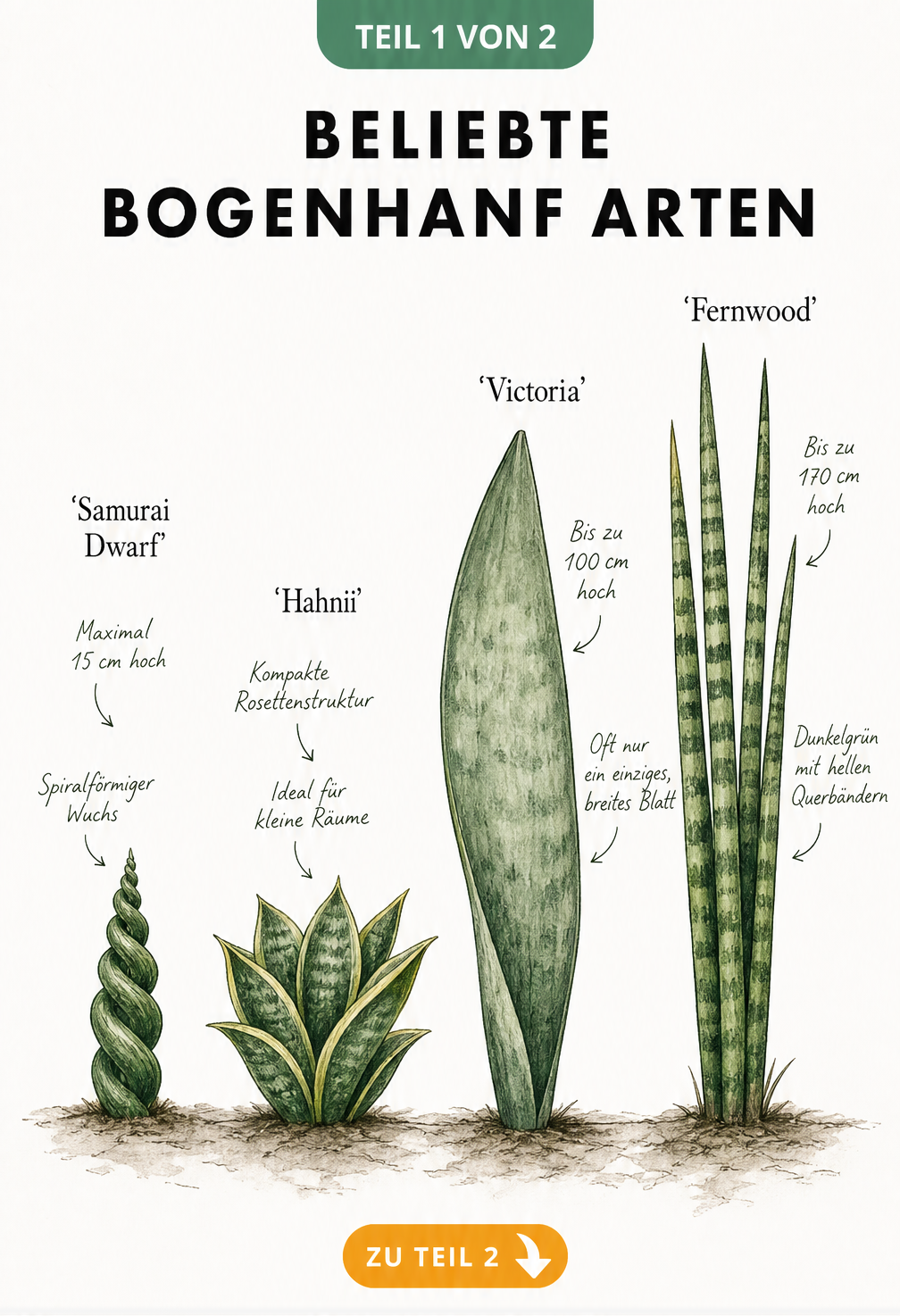 Botanische Illustration von vier Bogenhanf-Arten im Größenvergleich: Samurai Dwarf, Hahnii, Victoria und Fernwood.