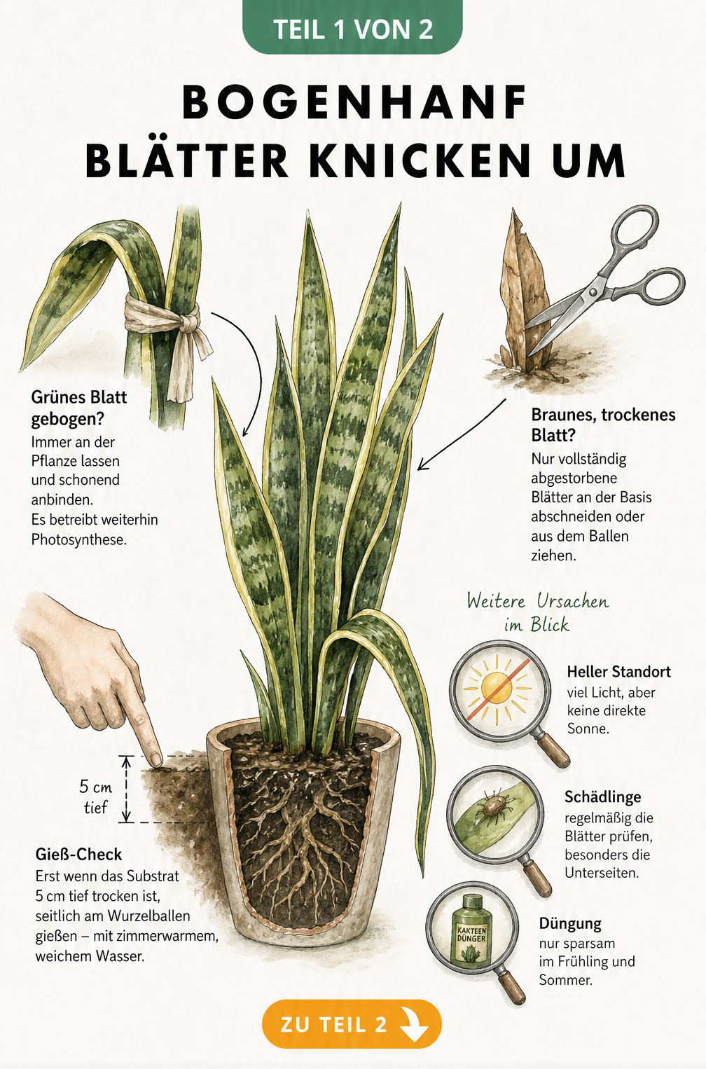 Illustration eines Bogenhanfs mit geknicktem Blatt, Gieß-Check und Pflegehinweisen