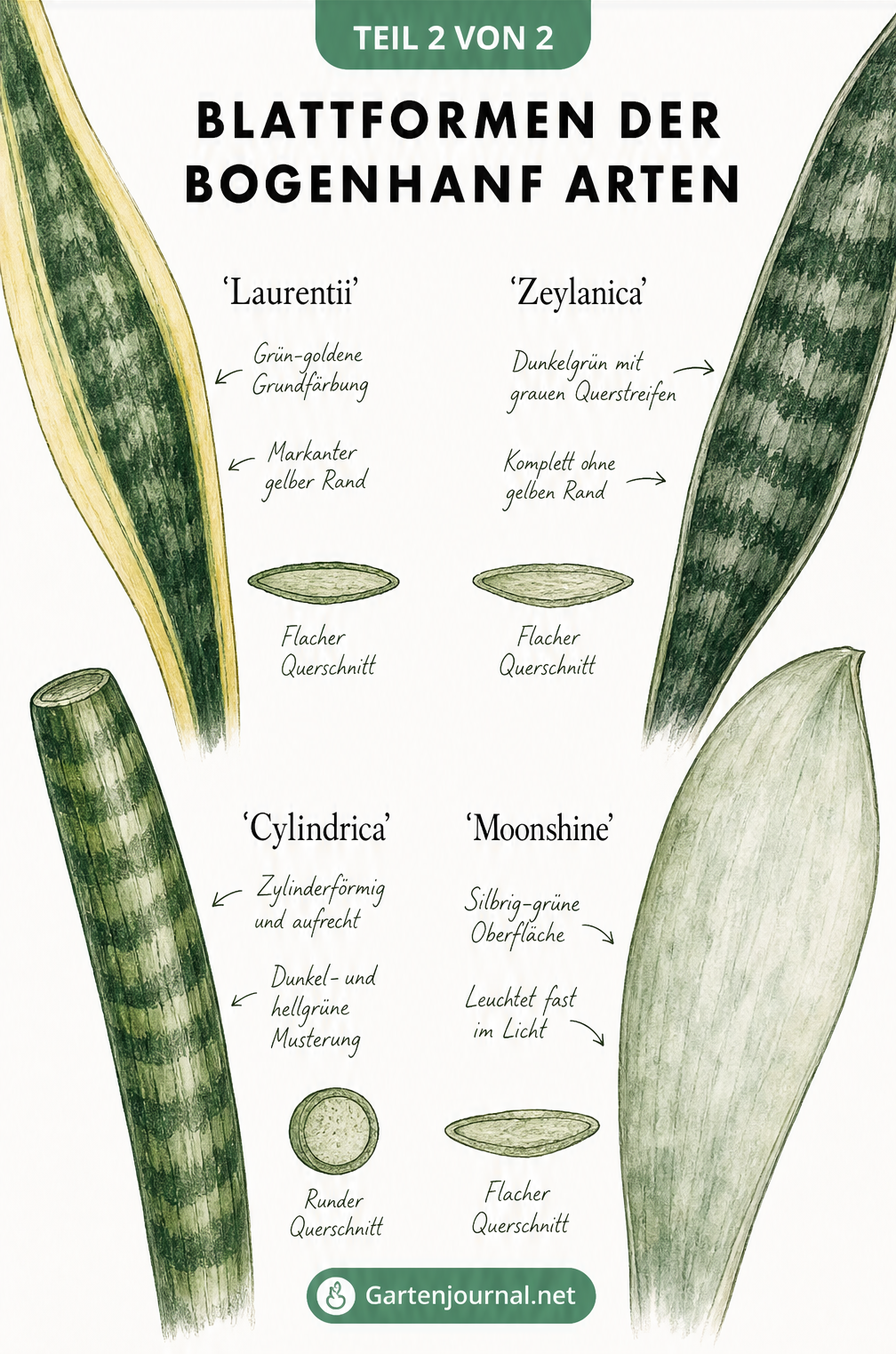 Nahaufnahme der Blattformen und Querschnitte von vier Bogenhanf-Arten: Laurentii, Zeylanica, Cylindrica und Moonshine.