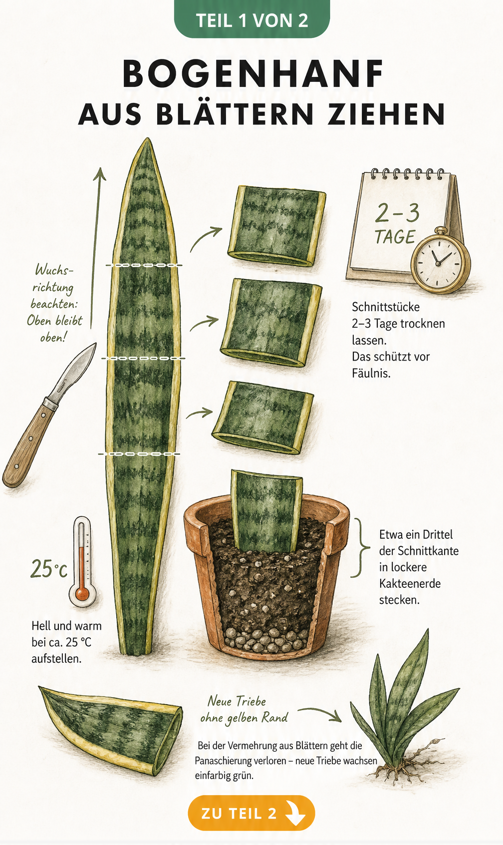 Botanische Illustration: Bogenhanfblatt in drei Abschnitte geschnitten, Trocknungszeit und Einpflanzen in Kakteenerde.
