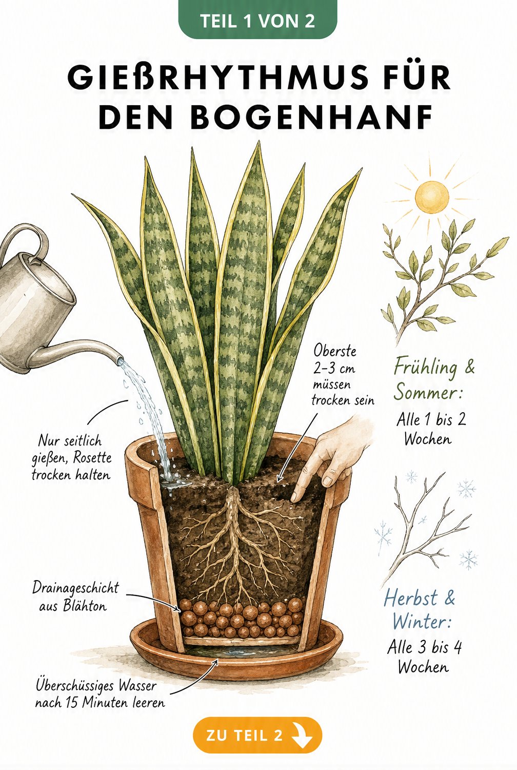 Botanische Schnittzeichnung eines Bogenhanfs im Terrakottatopf, die den Gießrhythmus und die Gießtechnik zeigt.
