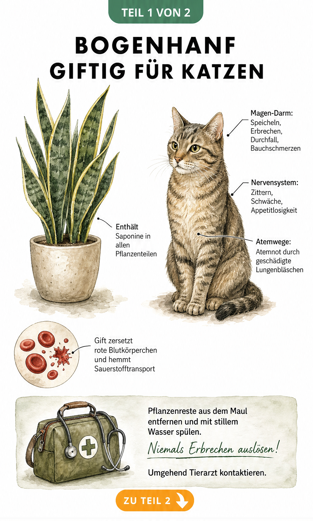 Illustration eines Bogenhanfs und einer Katze mit Symptomen einer Vergiftung sowie Erste-Hilfe-Tipps