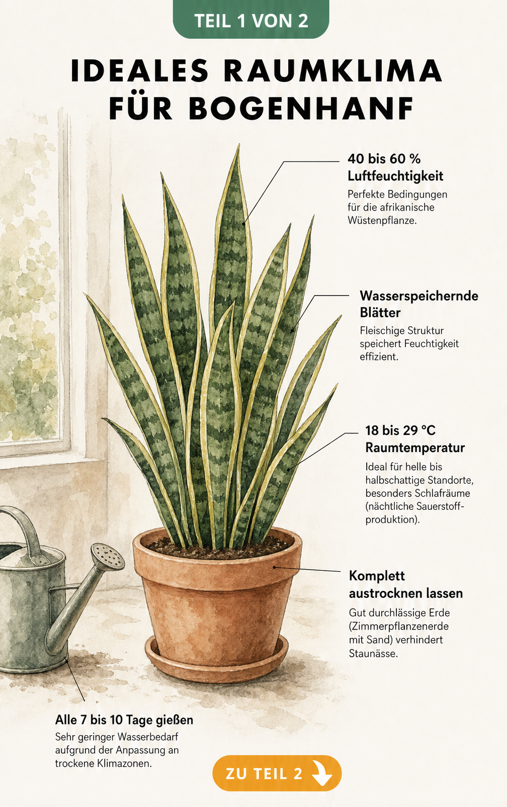 Botanische Illustration eines Bogenhanfs im Terrakotta-Topf mit Hinweisen zu idealer Luftfeuchtigkeit, Temperatur und Gießverhalten