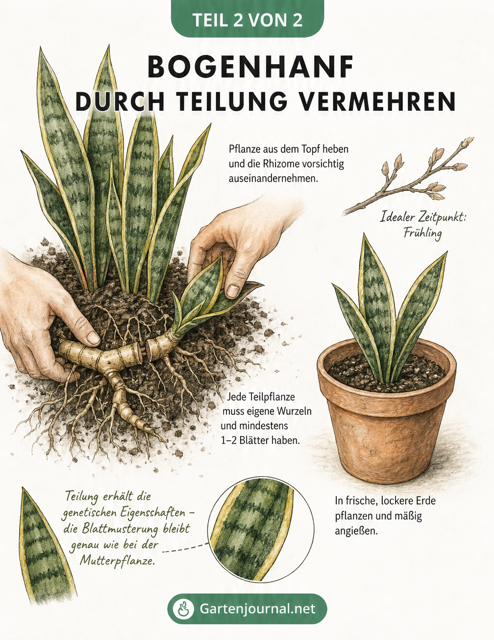 Illustration: Bogenhanf-Wurzelballen mit Rhizomen, Abtrennen einer Tochterrosette und Einpflanzen in einen neuen Topf.