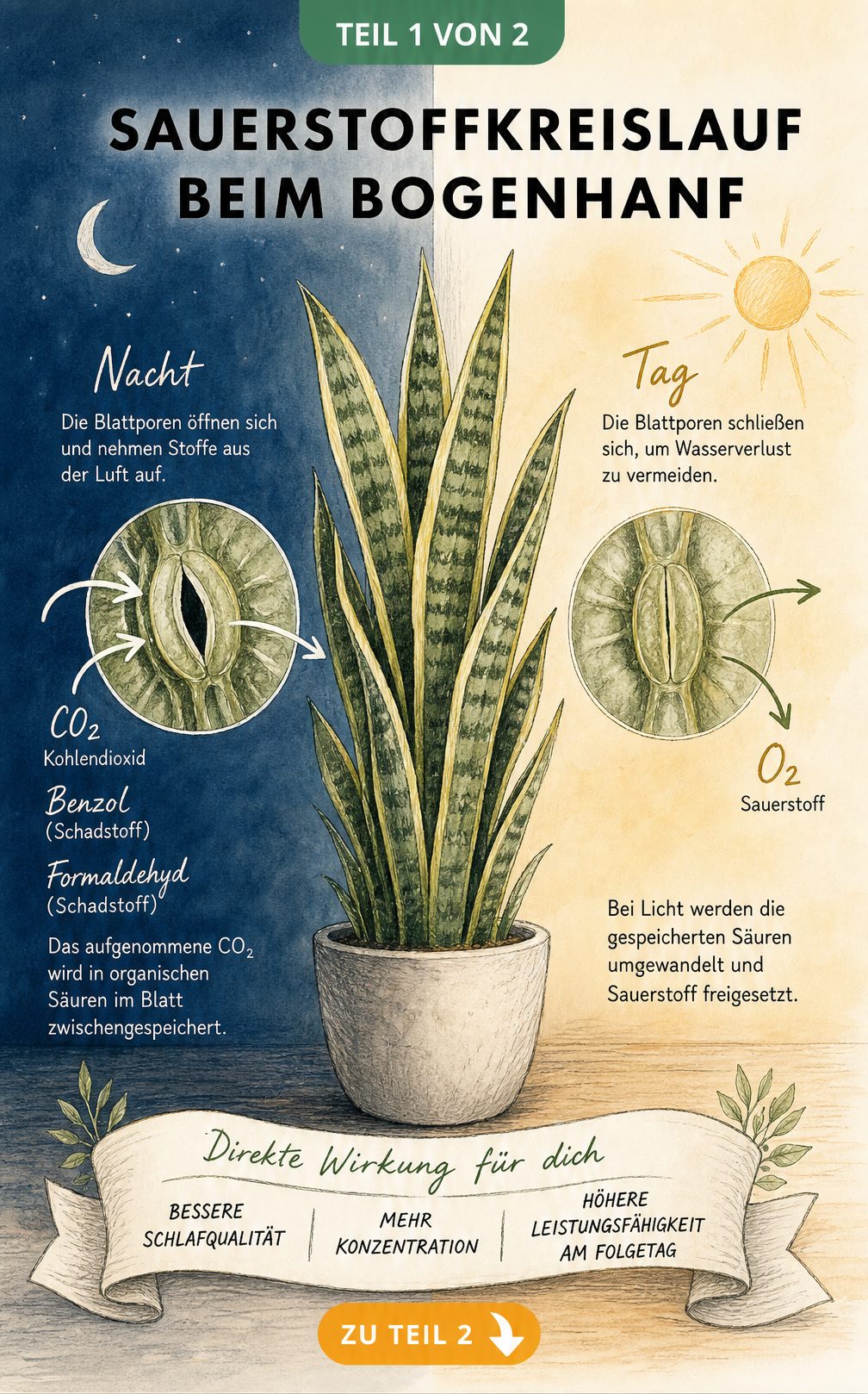 Illustration des Sauerstoffkreislaufs beim Bogenhanf mit Tag- und Nachtphase