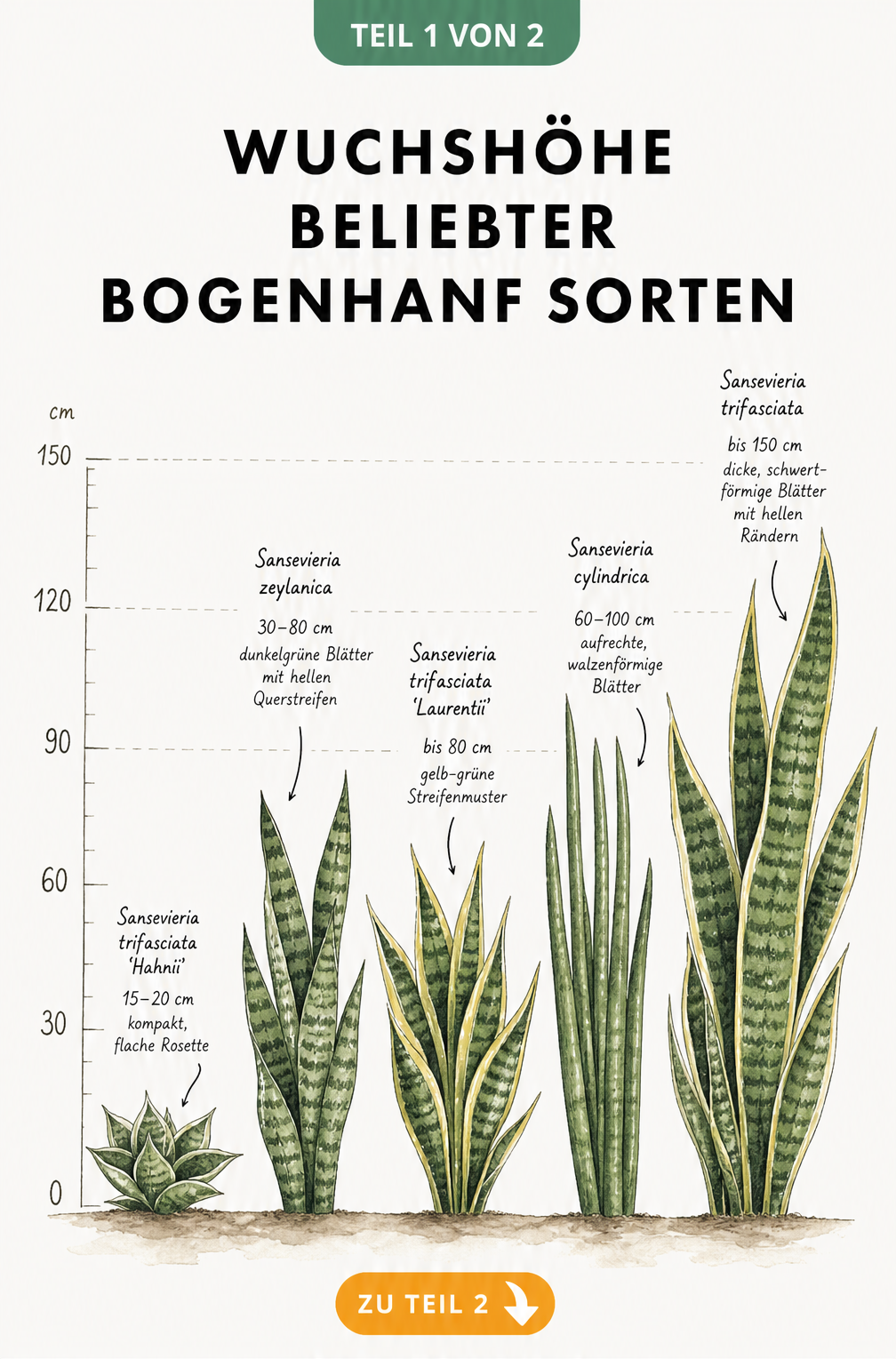 Illustration von fünf Bogenhanf-Sorten mit Größenangaben von 15 bis 150 Zentimetern