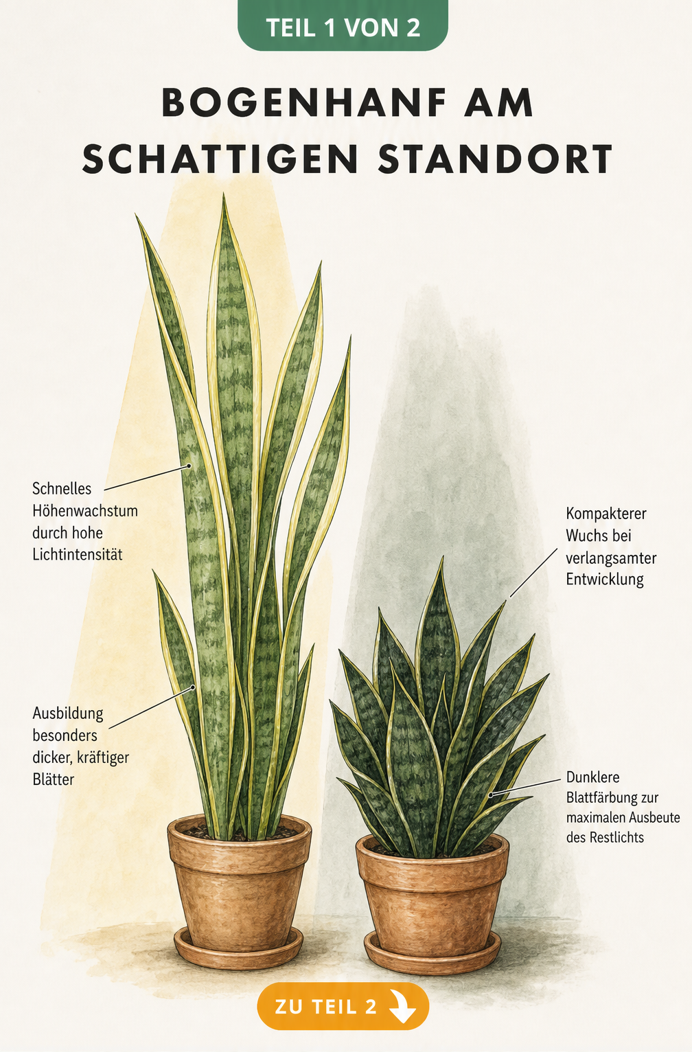 Botanische Illustration von zwei Bogenhanf-Pflanzen, die den Unterschied zwischen hellem und schattigem Standort zeigt.
