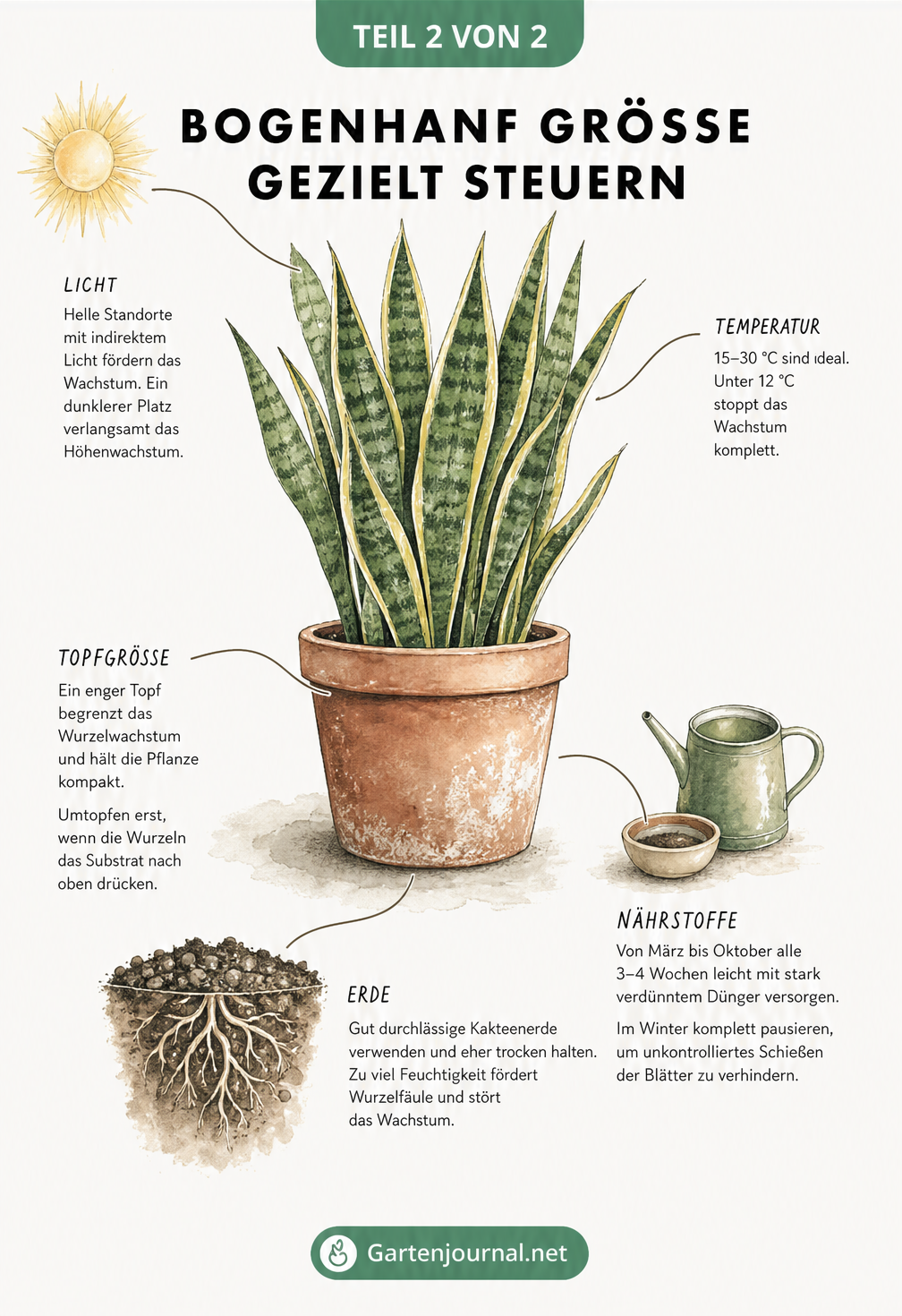 Illustration eines Bogenhanfs im Terrakotta-Topf mit Pflegetipps zu Licht, Temperatur, Erde und Dünger