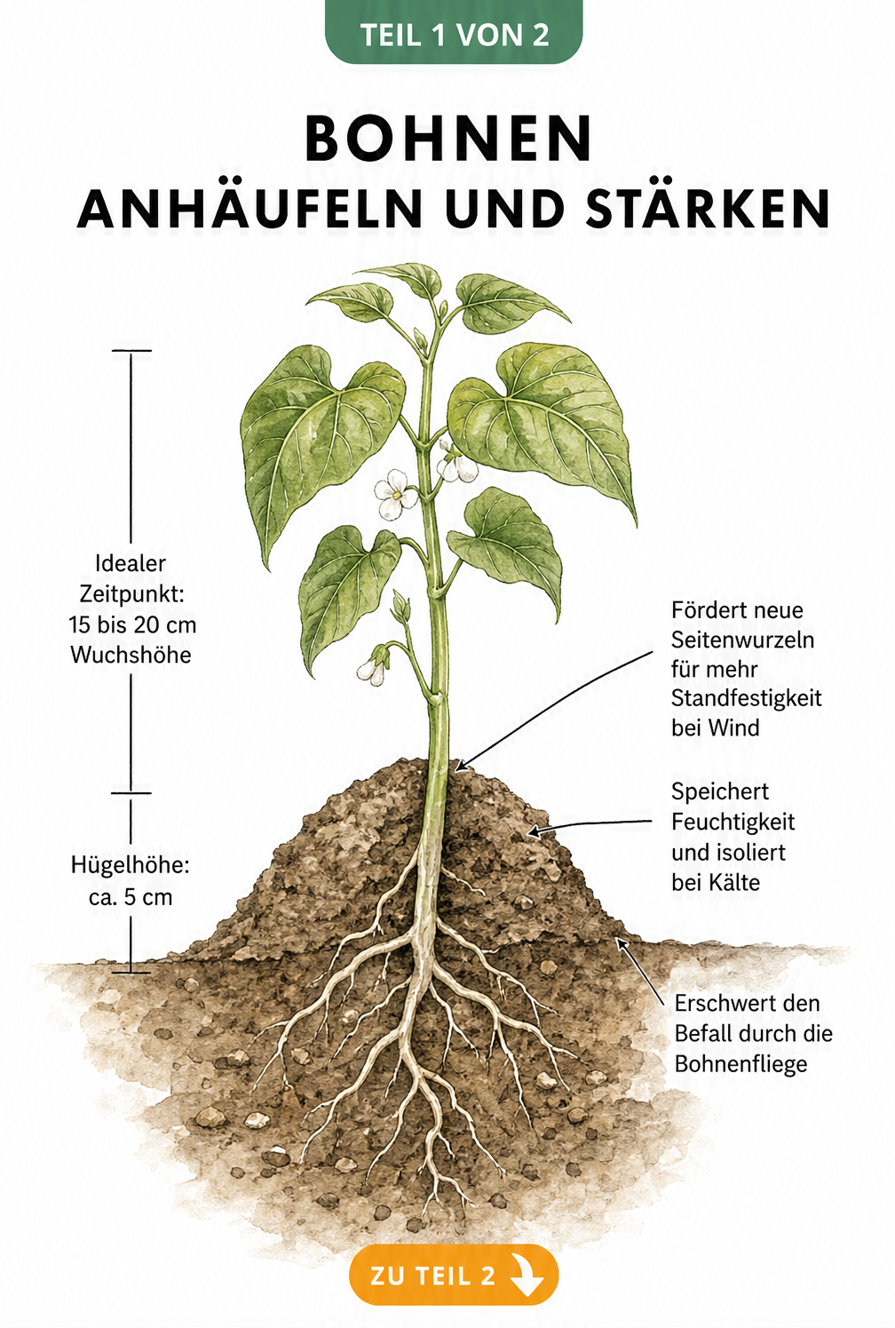Botanische Querschnitt-Illustration einer jungen Bohnenpflanze im Beet mit Maßskala und Erklärungen zum Anhäufeln