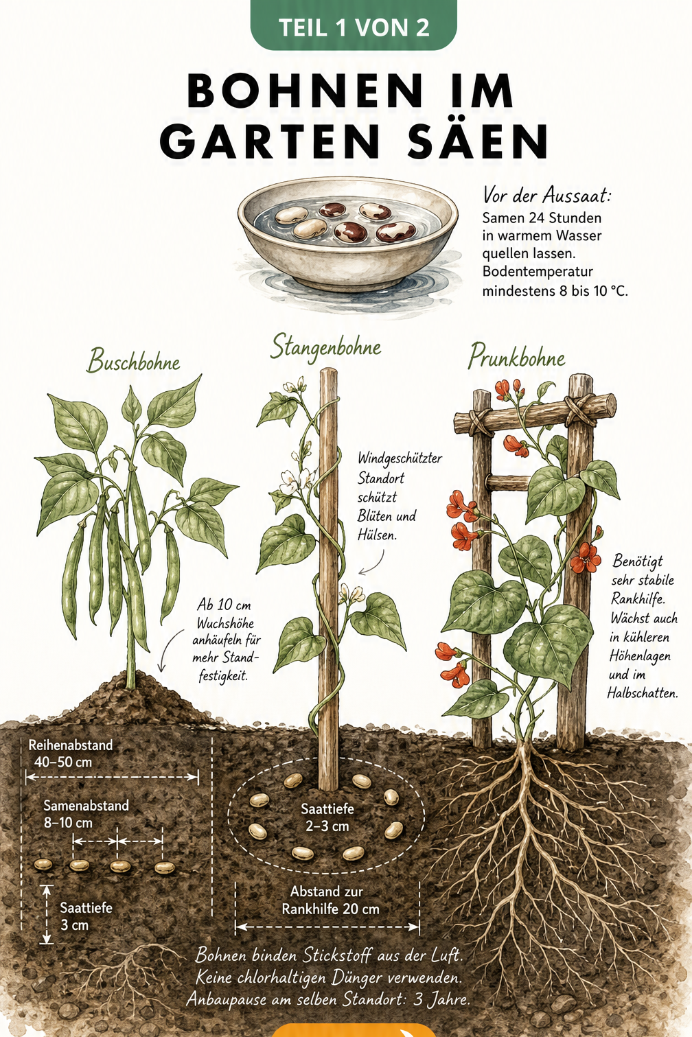 Illustration eines Gartenbeets mit Buschbohne, Stangenbohne und Prunkbohne sowie Tipps zu Aussaat, Pflanzabstand und Rankhilfen