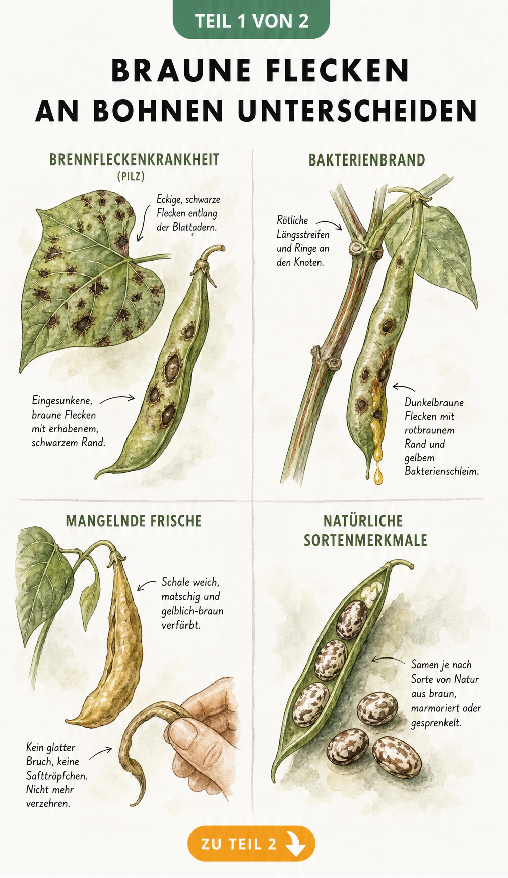 Illustration von Bohnenblättern und Schoten mit braunen Flecken, die Schadbilder von Pilzen, Bakterien und mangelnder Frische zeigen.