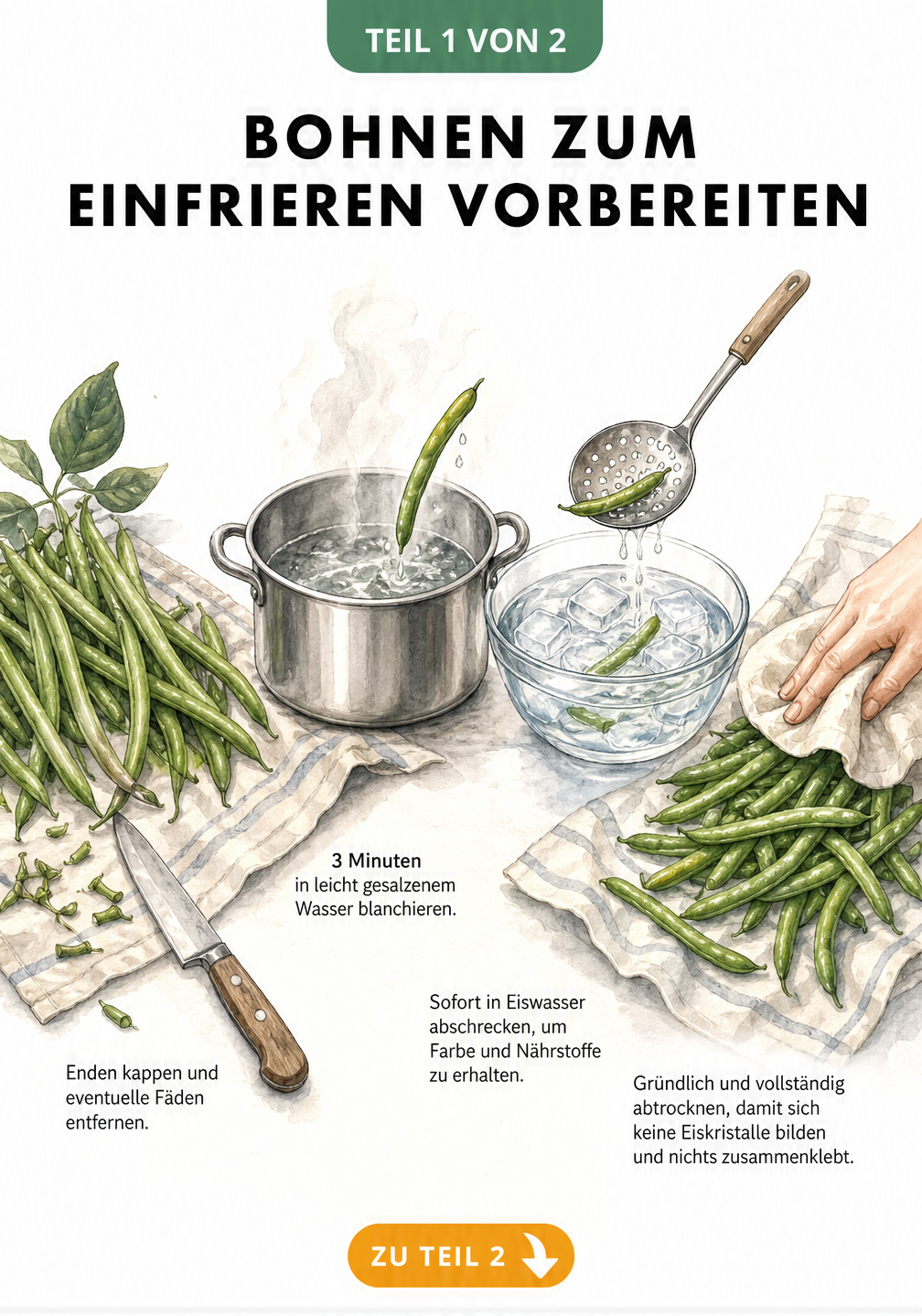 Illustration: Bohnen waschen, putzen und in kochendem Wasser blanchieren, bevor sie in Eiswasser abgeschreckt und abgetrocknet werden.