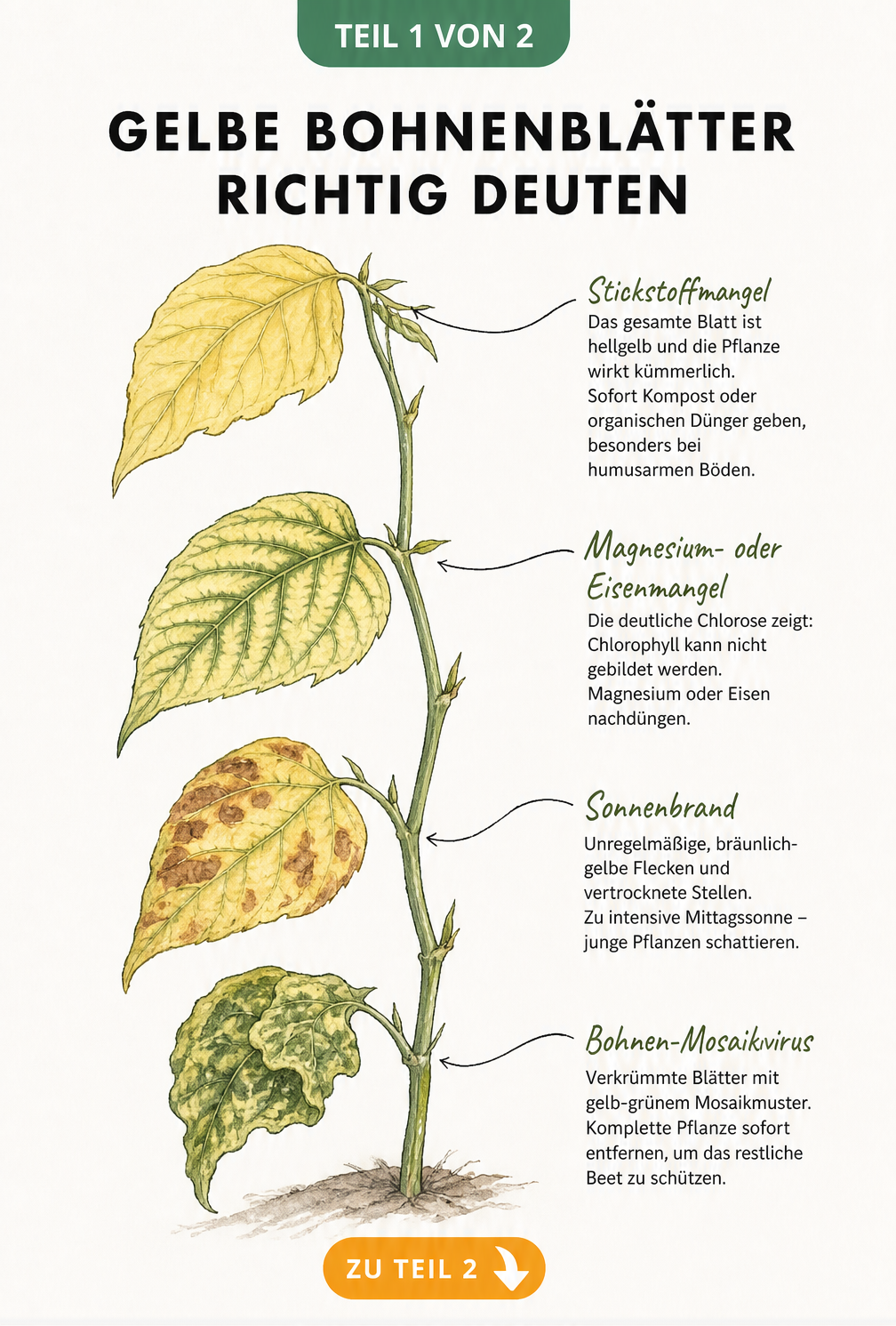 Botanische Illustration eines Bohnentriebs mit vier Blättern, die Schadbilder wie Stickstoffmangel, Chlorose, Sonnenbrand und Bohnen-Mosaikvirus zeigen.